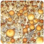 Псилоцибиновые (галлюциногенные) грибы в Шадринске Psilocybin "Golden Teacher" Псилоцибиновые (галлюциногенные) грибы в Шадринске Psilocybin "Golden Teacher"